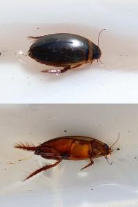 <i>Graphoderus cinereus</i>