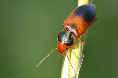 <i>Diachromus germanus</i>