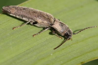 <i>Synaptus filiformis</i>