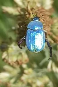 <i>Hoplia coerulea</i>