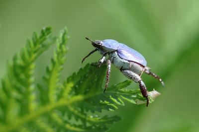 <i>Hoplia coerulea</i>