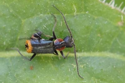 <i>Axinotarsus pulicarius</i>