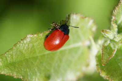 <i>Chrysomela populi</i>