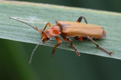 <i>Cantharis livida</i>