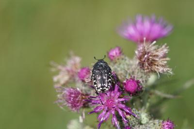 <i>Oxythyrea funesta</i>