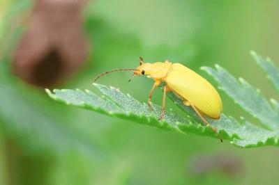 <i>Cteniopus sulphureus</i>