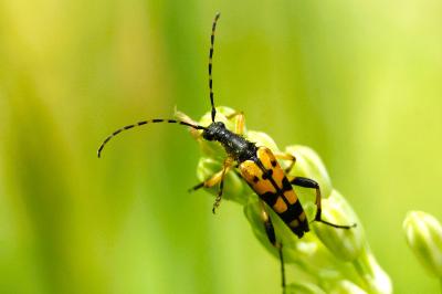 <i>Rutpela maculata</i>