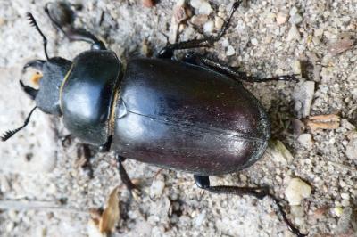 <i>Lucanus cervus</i>