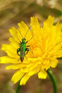 <i>Oedemera nobilis</i>