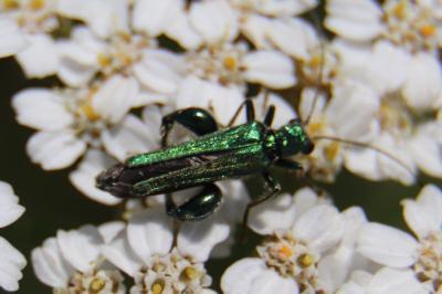 <i>Oedemera nobilis</i>