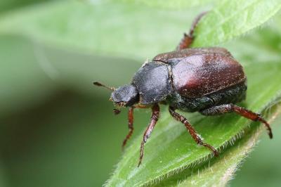 <i>Hoplia philanthus</i>