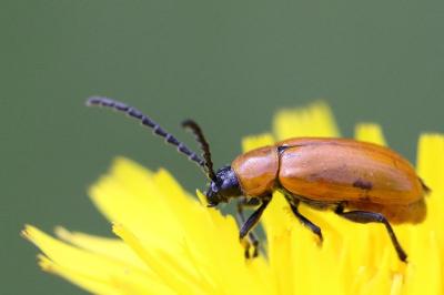 <i>Exosoma lusitanicum</i>