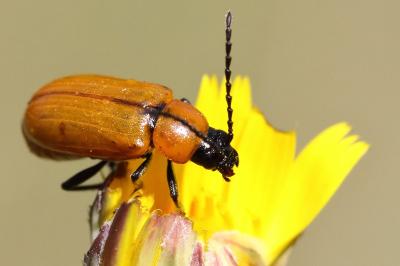 <i>Exosoma lusitanicum</i>
