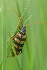 <i>Leptura aurulenta</i>