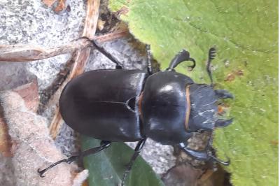 <i>Lucanus cervus</i>