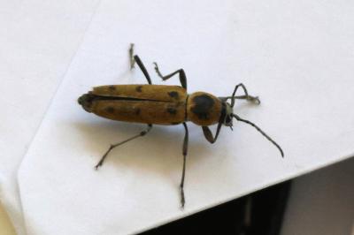 <i>Chlorophorus glabromaculatus</i>