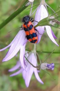 <i>Trichodes alvearius</i>