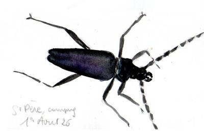 <i>Cerambyx cerdo</i>