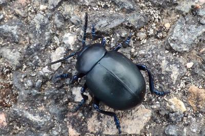 <i>Timarcha tenebricosa</i>