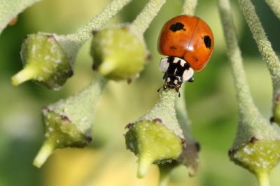 <i>Adalia bipunctata</i>