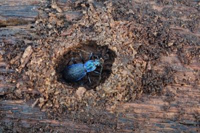 <i>Carabus intricatus</i>