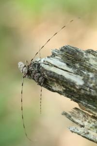 <i>Acanthocinus aedilis</i>