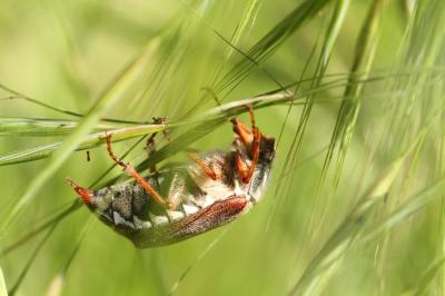 <i>Melolontha melolontha</i>