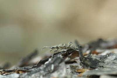<i>Rhagium inquisitor</i>