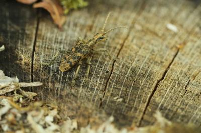 <i>Rhagium sycophanta</i>