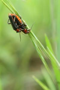 <i>Cantharis rustica</i>