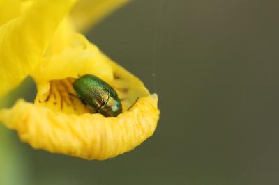 <i>Cryptocephalus hypochaeridis</i>