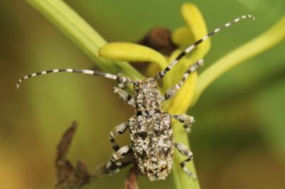 <i>Aegomorphus clavipes</i>