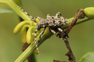 <i>Aegomorphus clavipes</i>