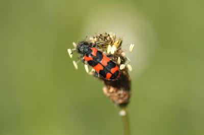 <i>Trichodes alvearius</i>