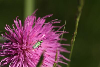 <i>Oedemera nobilis</i>