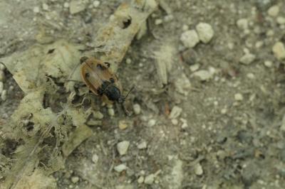 <i>Dendroxena quadrimaculata</i>