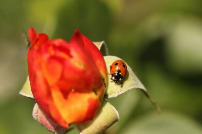 Coccinella septempunctata
