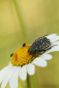 <i>Oxythyrea funesta</i>