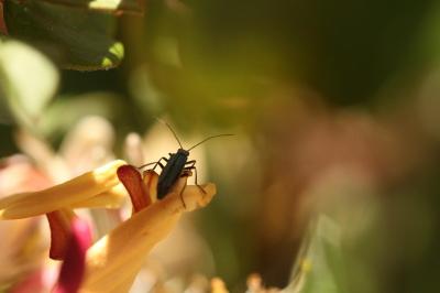 <i>Oedemera</i>