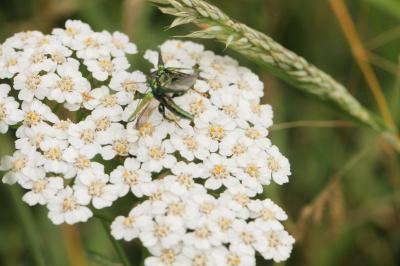<i>Oedemera nobilis</i>