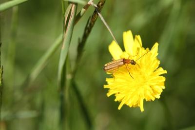 <i>Oedemera podagrariae</i>
