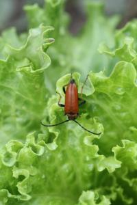 <i>Stictoleptura rubra</i>