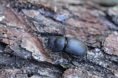 <i>Dorcus parallelipipedus</i>