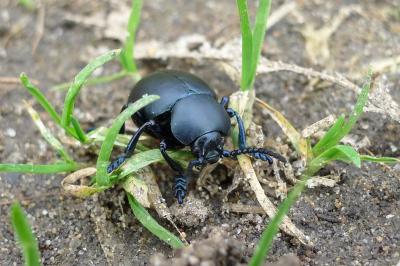 <i>Timarcha tenebricosa</i>