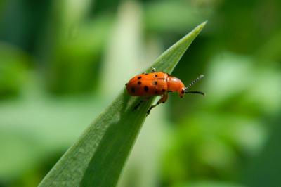 <i>Crioceris duodecimpunctata</i>