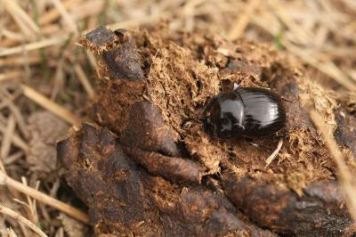 <i>Copris lunaris</i>