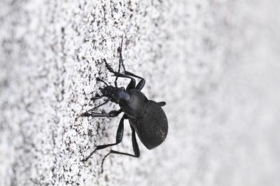 Carabus coriaceus