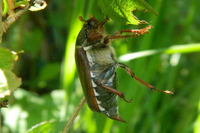 <i>Melolontha melolontha</i>