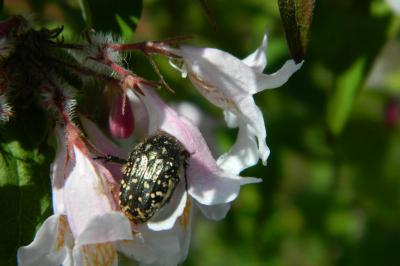 <i>Oxythyrea funesta</i>