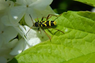 <i>Clytus arietis</i>